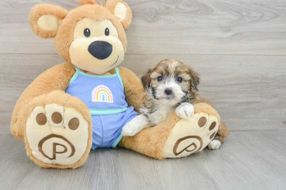 6 week old Mini Aussiedoodle Puppy For Sale - Puppy Love PR