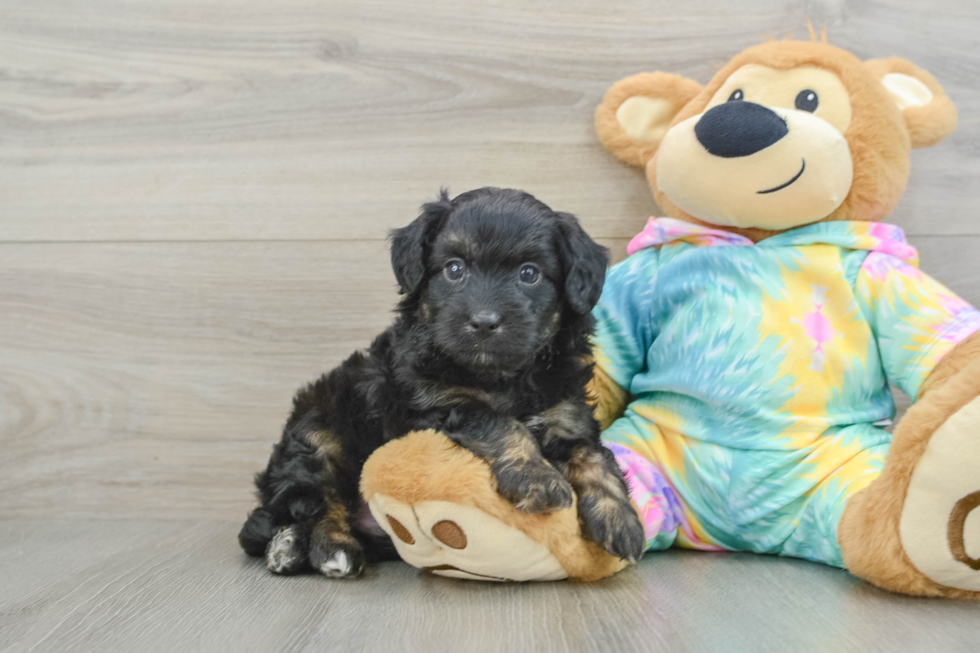 Happy Mini Aussiedoodle Baby