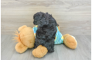 Mini Aussiedoodle Puppy for Adoption