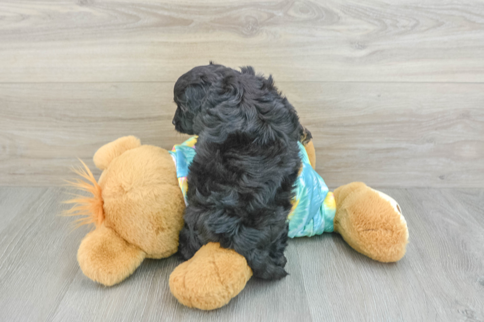 Mini Aussiedoodle Puppy for Adoption