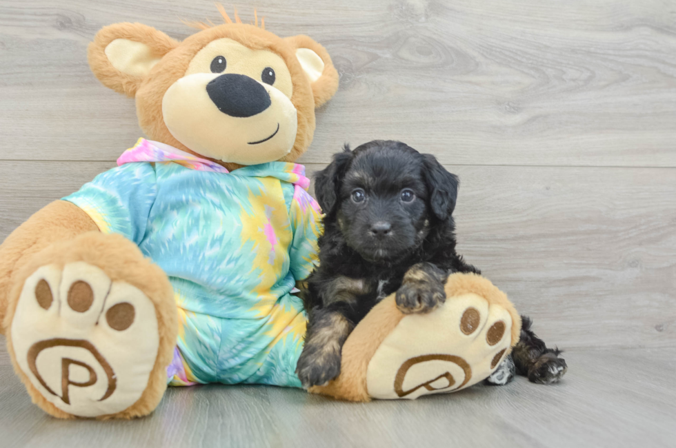 6 week old Mini Aussiedoodle Puppy For Sale - Puppy Love PR