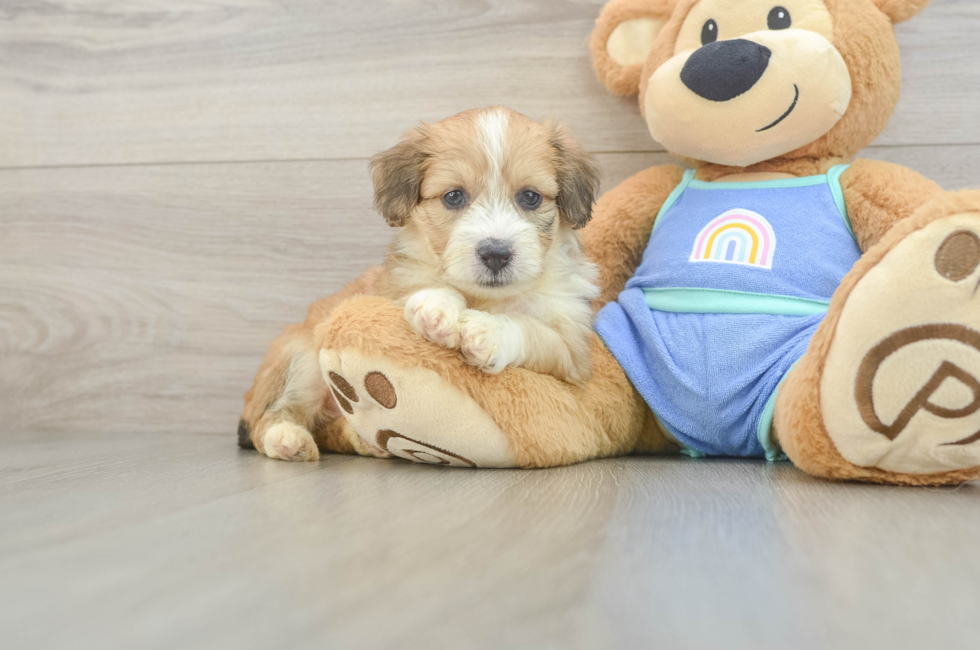 5 week old Mini Aussiedoodle Puppy For Sale - Puppy Love PR