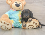 8 week old Mini Aussiedoodle Puppy For Sale - Puppy Love PR