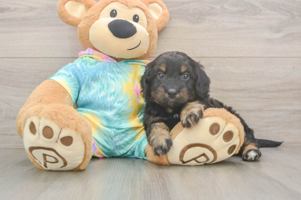 5 week old Mini Aussiedoodle Puppy For Sale - Puppy Love PR