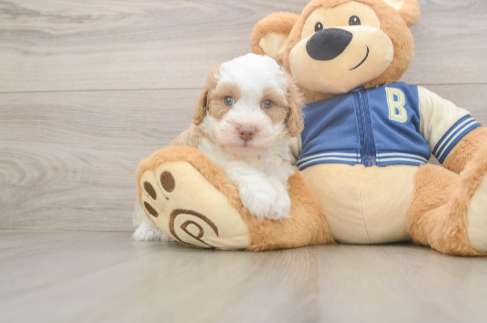 5 week old Mini Aussiedoodle Puppy For Sale - Puppy Love PR