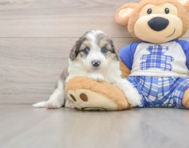 7 week old Mini Aussiedoodle Puppy For Sale - Puppy Love PR