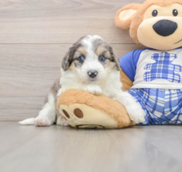 9 week old Mini Aussiedoodle Puppy For Sale - Puppy Love PR