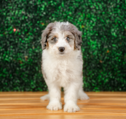 9 week old Mini Aussiedoodle Puppy For Sale - Puppy Love PR
