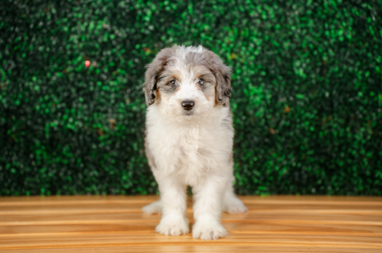 Cute Mini Aussiedoodle Baby