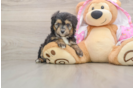 Sweet Mini Aussiedoodle Baby