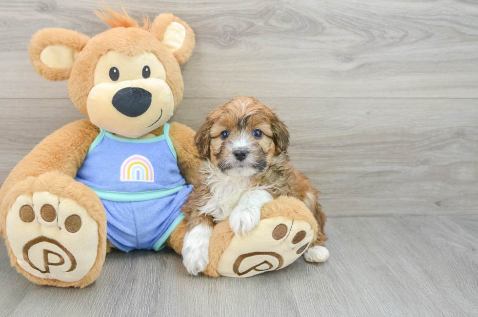 6 week old Mini Aussiedoodle Puppy For Sale - Puppy Love PR