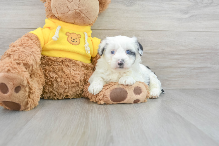 Meet Bermuda - our Mini Aussiedoodle Puppy Photo 1/3 - Puppy Love PR Best Mini Aussiedoodle Baby