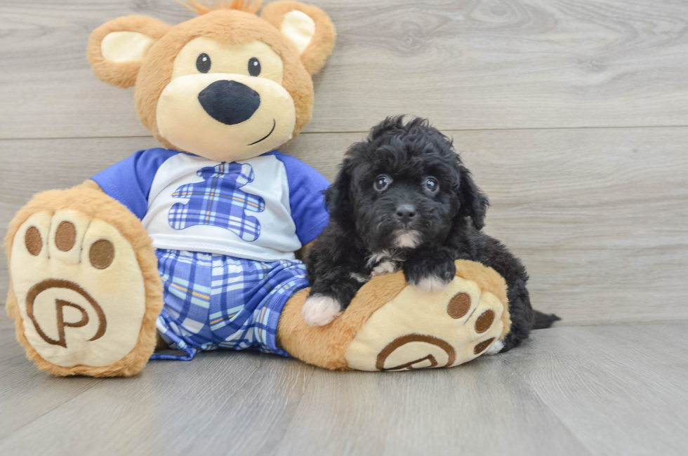 6 week old Mini Aussiedoodle Puppy For Sale - Puppy Love PR