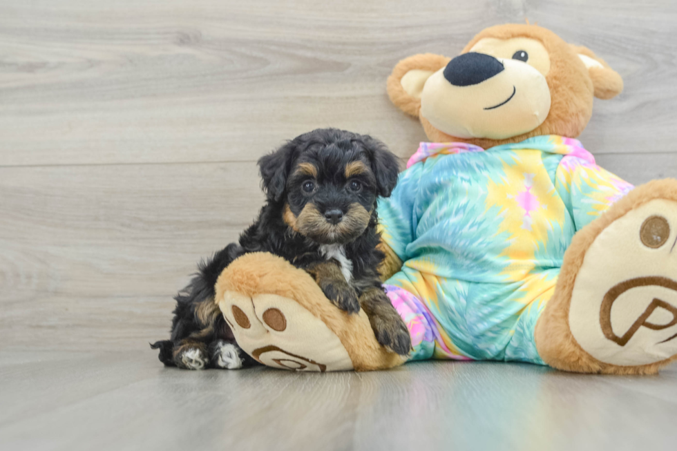 Petite Mini Aussiedoodle Poodle Mix Pup