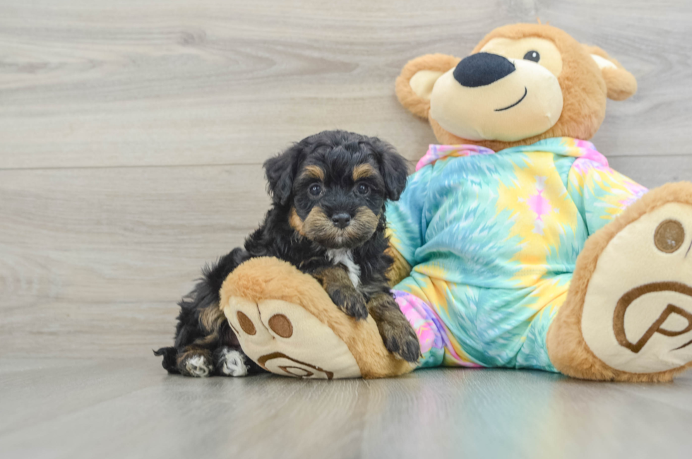 6 week old Mini Aussiedoodle Puppy For Sale - Puppy Love PR