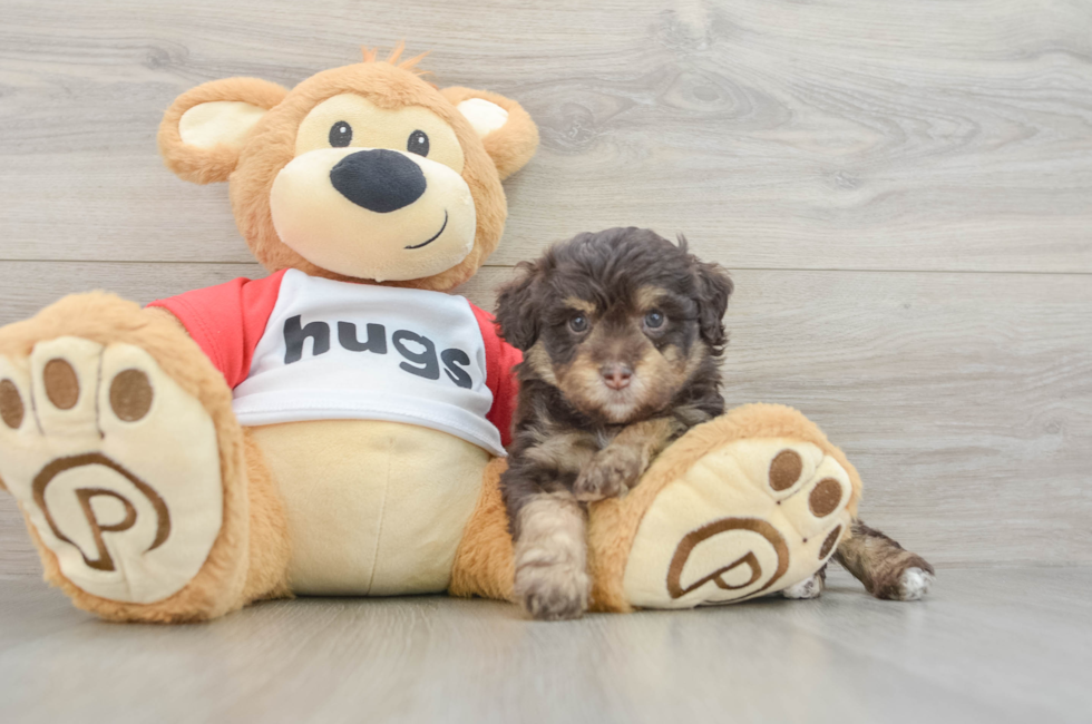 6 week old Mini Aussiedoodle Puppy For Sale - Puppy Love PR