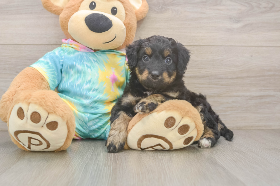 5 week old Mini Aussiedoodle Puppy For Sale - Puppy Love PR