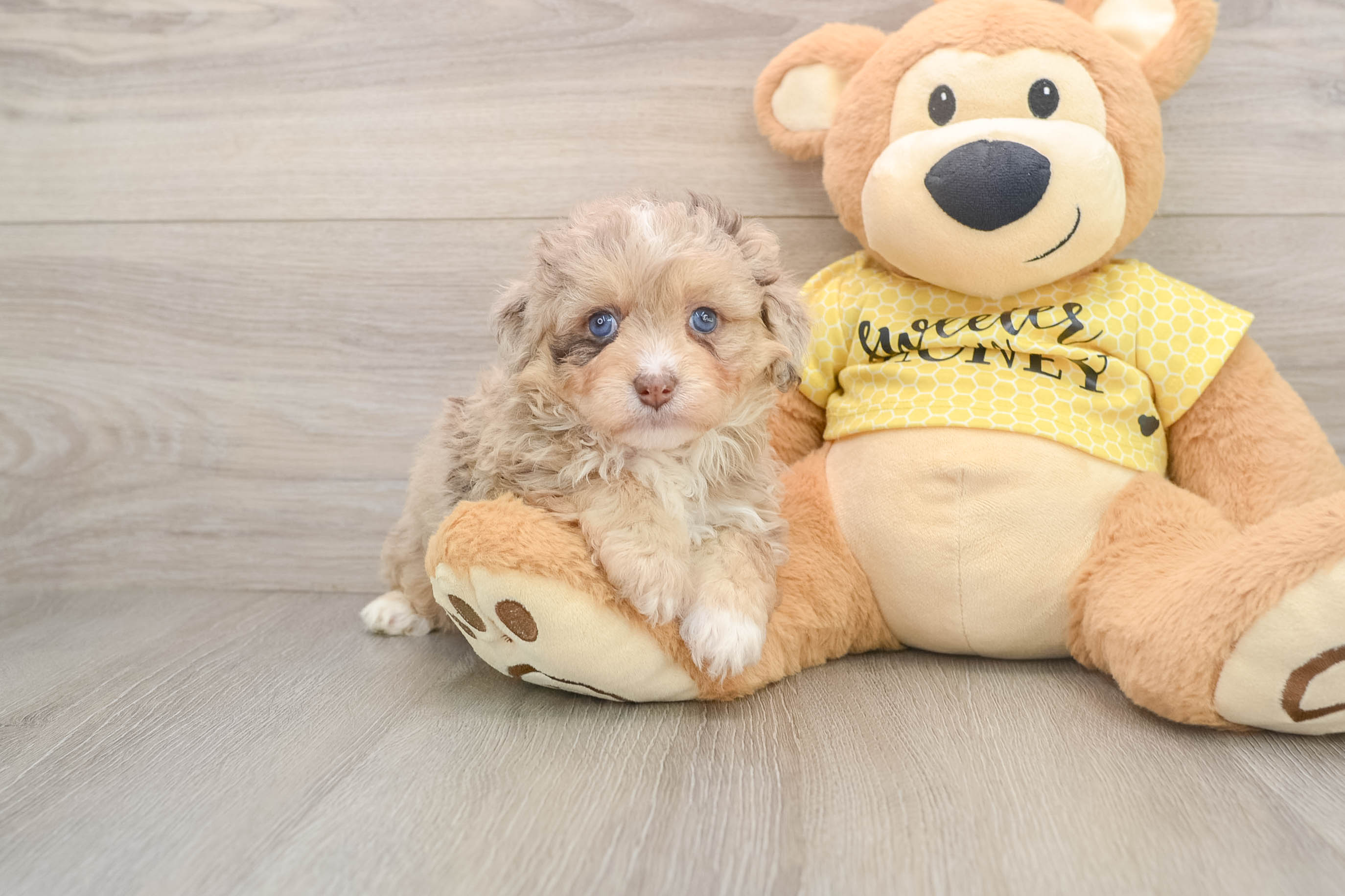 Best Mini Aussiedoodle Baby