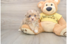 Best Mini Aussiedoodle Baby