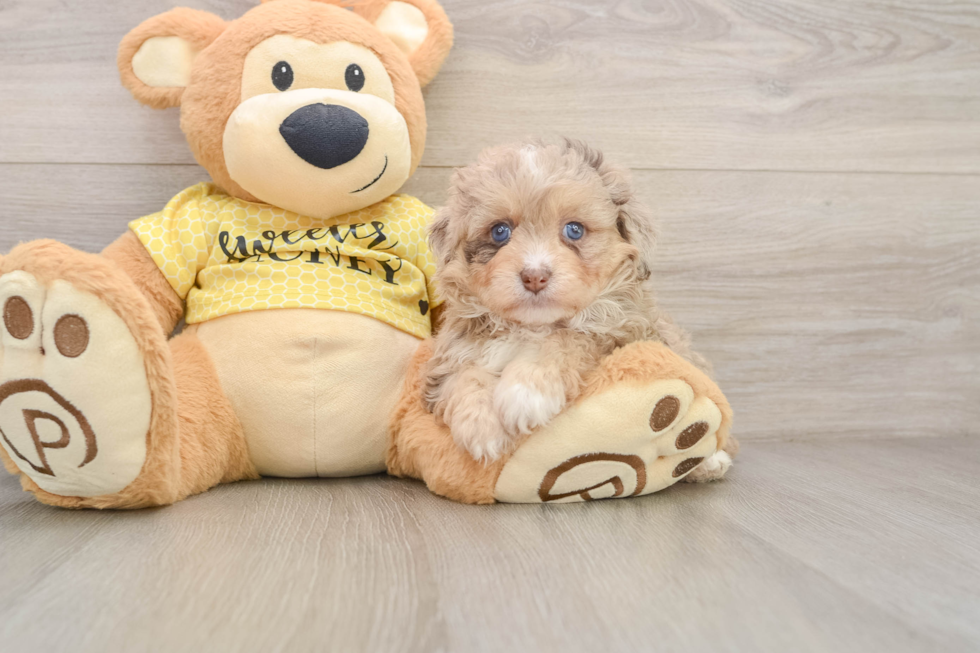 Smart Mini Aussiedoodle Poodle Mix Pup