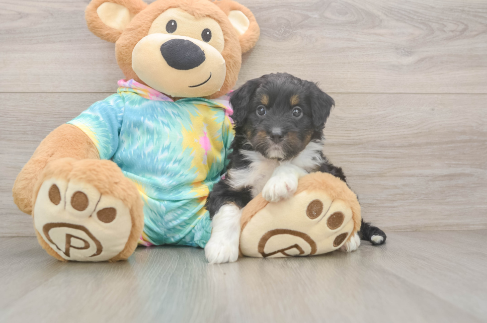 5 week old Mini Aussiedoodle Puppy For Sale - Puppy Love PR