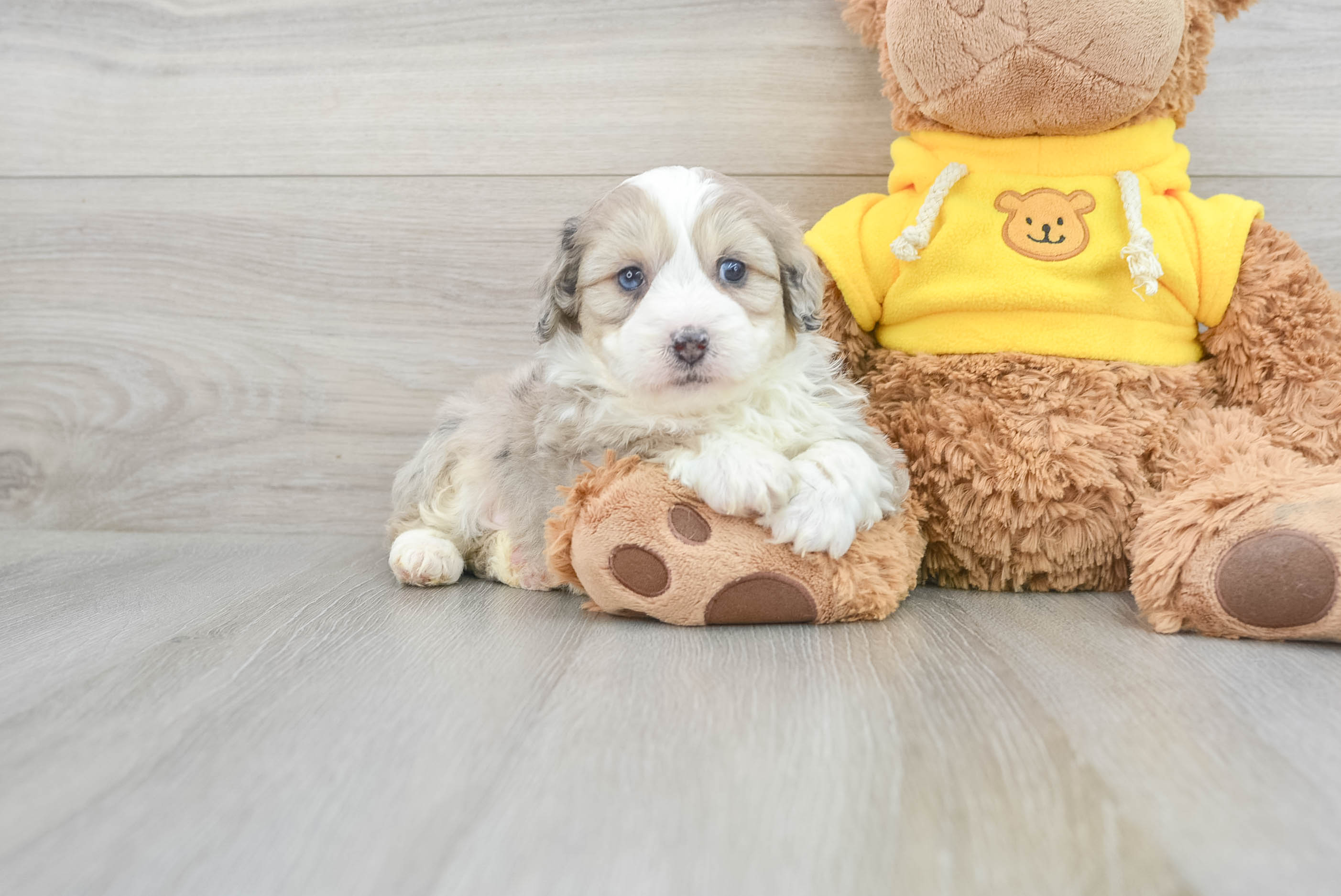 Mini Aussiedoodle Puppy for Adoption