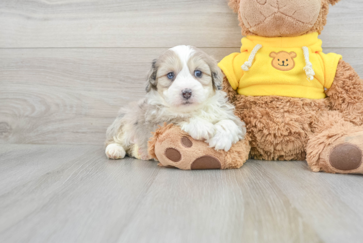 Meet Bieber - our Mini Aussiedoodle Puppy Photo 1/3 - Puppy Love PR Mini Aussiedoodle Puppy for Adoption