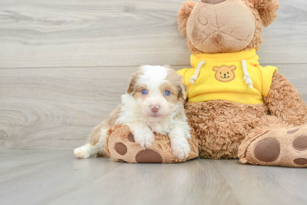 Popular Mini Aussiedoodle Poodle Mix Pup