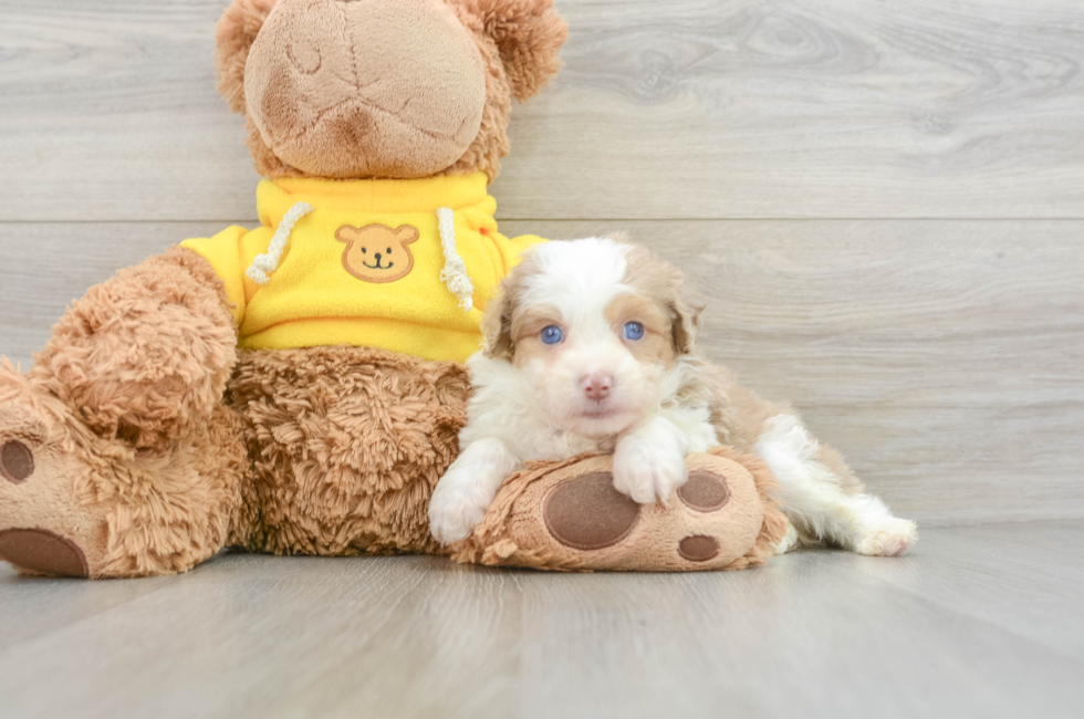 7 week old Mini Aussiedoodle Puppy For Sale - Puppy Love PR