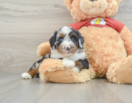 8 week old Mini Aussiedoodle Puppy For Sale - Puppy Love PR