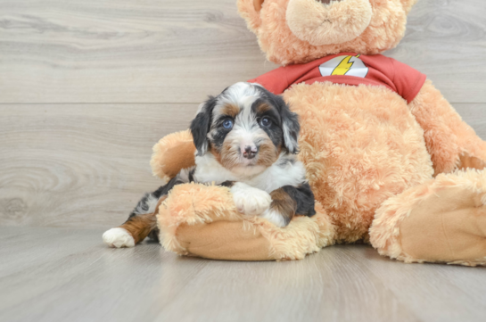 Fluffy Mini Aussiedoodle Poodle Mix Pup