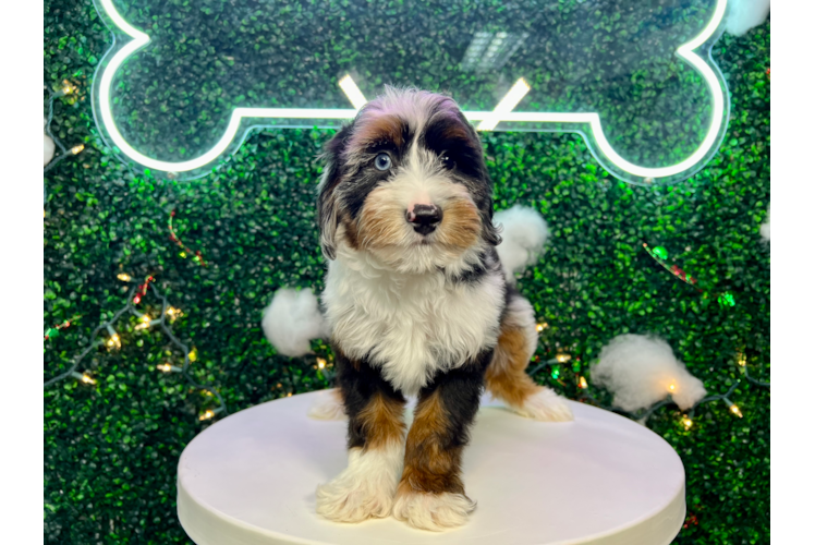 Cute Mini Aussiedoodle Poodle Mix Pup