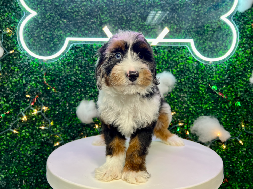 Cute Mini Aussiedoodle Poodle Mix Pup