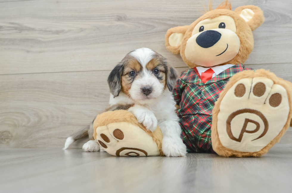 5 week old Mini Aussiedoodle Puppy For Sale - Puppy Love PR