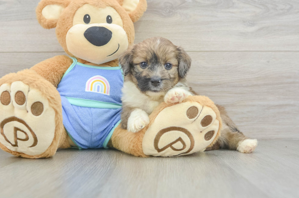 5 week old Mini Aussiedoodle Puppy For Sale - Puppy Love PR