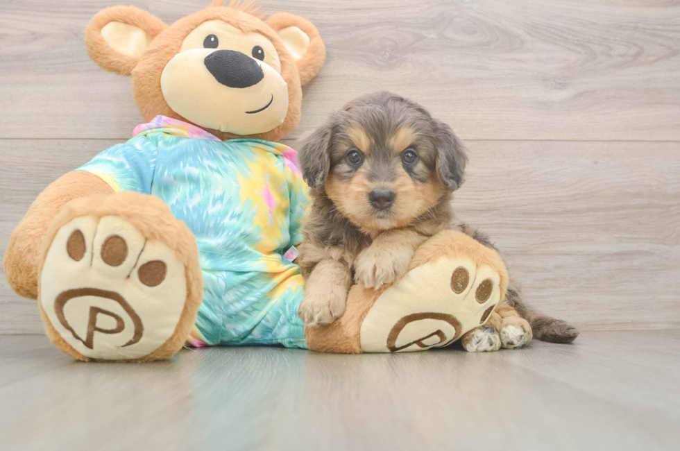 5 week old Mini Aussiedoodle Puppy For Sale - Puppy Love PR