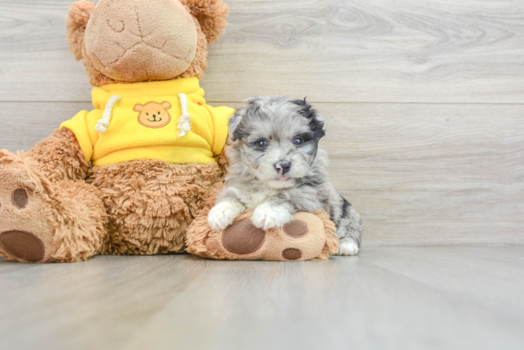 Meet Bluebell - our Mini Aussiedoodle Puppy Photo 1/3 - Puppy Love PR Fluffy Mini Aussiedoodle Poodle Mix Pup