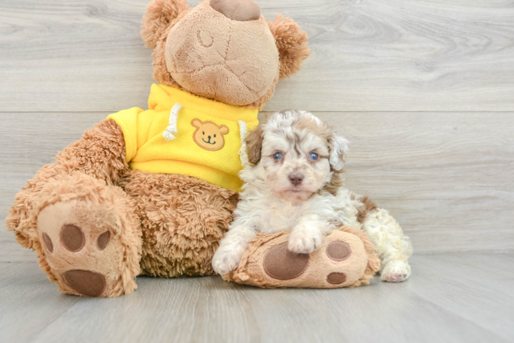 Playful Mini Aussiepoodle Poodle Mix Puppy