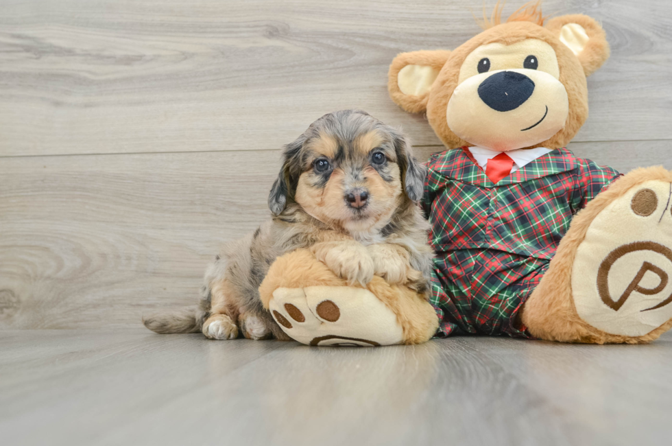 5 week old Mini Aussiedoodle Puppy For Sale - Puppy Love PR