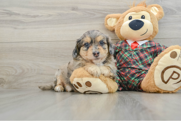 Meet Bluebell - our Mini Aussiedoodle Puppy Photo 1/3 - Puppy Love PR Fluffy Mini Aussiedoodle Poodle Mix Pup