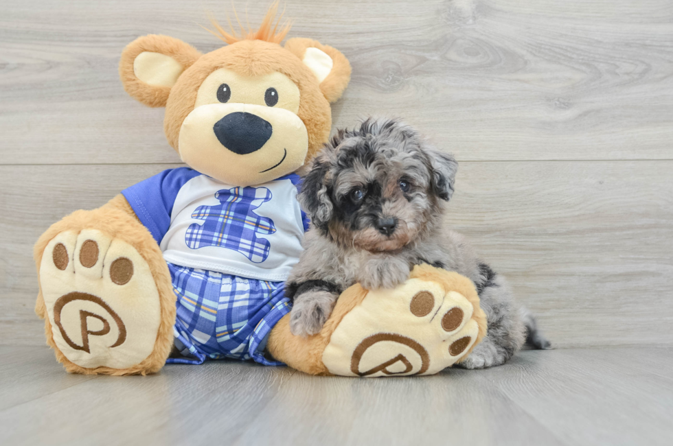 6 week old Mini Aussiedoodle Puppy For Sale - Puppy Love PR