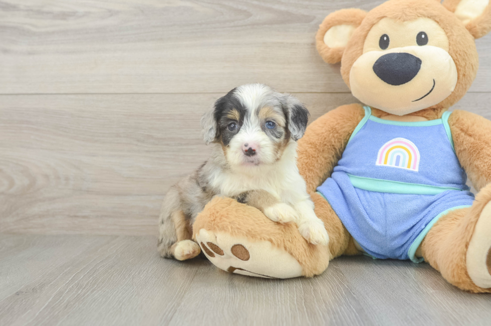 5 week old Mini Aussiedoodle Puppy For Sale - Puppy Love PR