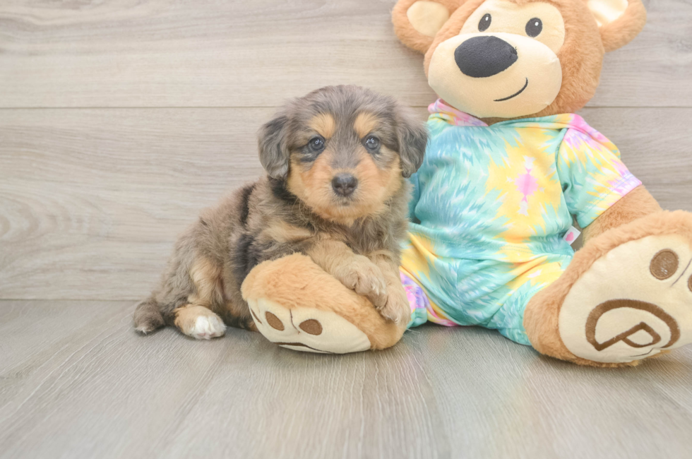 5 week old Mini Aussiedoodle Puppy For Sale - Puppy Love PR