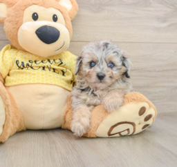 10 week old Mini Aussiedoodle Puppy For Sale - Puppy Love PR