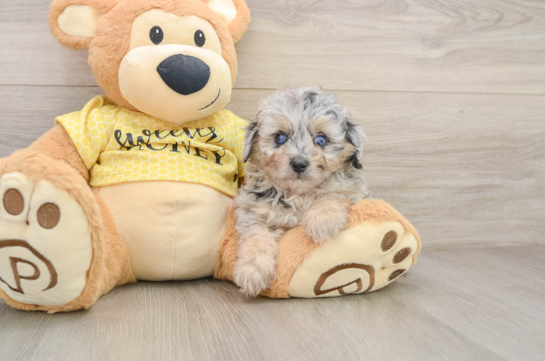 Sweet Mini Aussiedoodle Baby