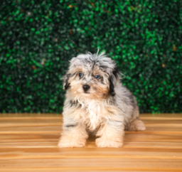 11 week old Mini Aussiedoodle Puppy For Sale - Puppy Love PR