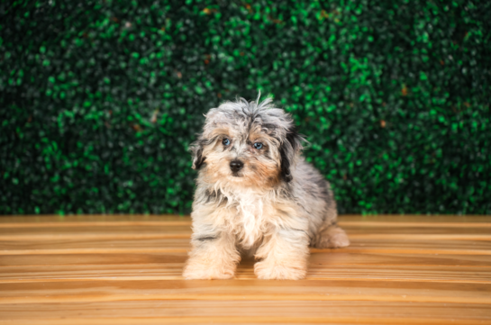 Mini Aussiedoodle Pup Being Cute