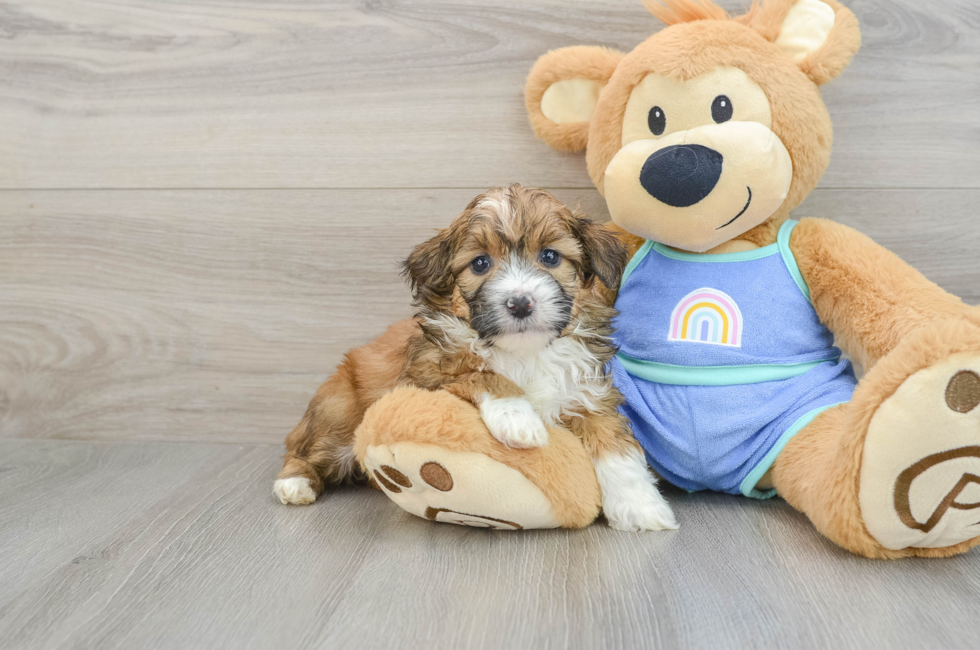 6 week old Mini Aussiedoodle Puppy For Sale - Puppy Love PR