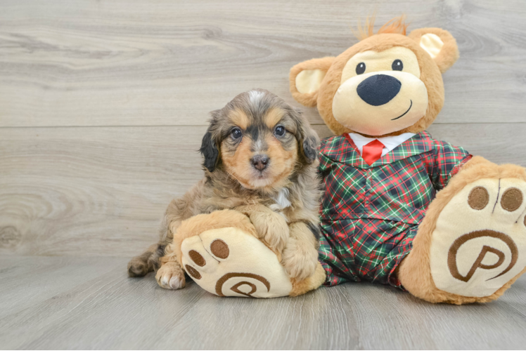 Meet Boss - our Mini Aussiedoodle Puppy Photo 1/3 - Puppy Love PR Mini Aussiedoodle Pup Being Cute