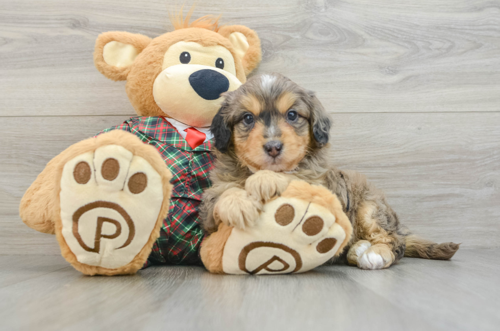 5 week old Mini Aussiedoodle Puppy For Sale - Puppy Love PR